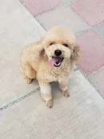 Lucy, a female Poodle - Miniature  for sale in Henderson, NV – 1 of 2