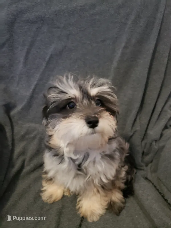 Bella – Shihpoo puppy for sale in Henderson, NV