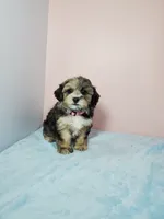 Sunny, a female Shihpoo for sale in Henderson, NV – 3 of 4
