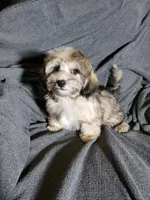Tom, a male Shihpoo for sale in Henderson, NV – 2 of 4
