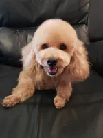 Lucy, a female Poodle - Miniature  for sale in Henderson, NV – 1 of 5