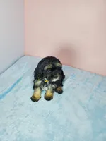 Daisy, a female Shihpoo for sale in Henderson, NV – 2 of 5