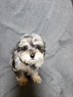 Bella, a female Shihpoo for sale in Henderson, NV – 3 of 4