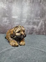 Gizmo, a male Shihpoo for sale in Henderson, NV – 3 of 5