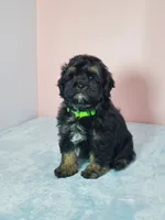 Teddy, a male Shihpoo for sale in Henderson, NV – 1 of 5