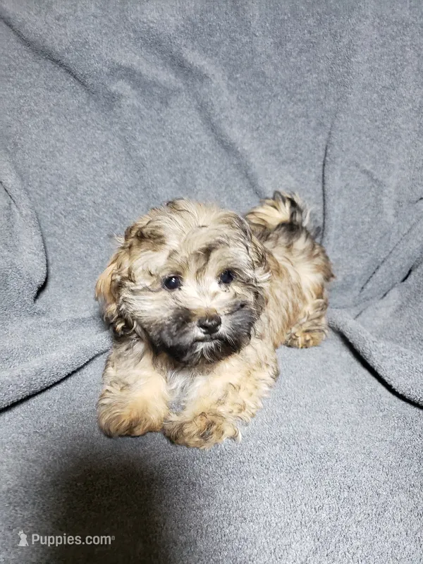 Gizmo – Shihpoo puppy for sale in Henderson, NV