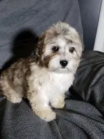 Joy, a female Shihpoo for sale in Henderson, NV – 2 of 5