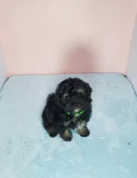 Teddy, a male Shihpoo for sale in Henderson, NV – 3 of 5