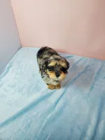 Bella, a female Shihpoo for sale in Henderson, NV – 2 of 5