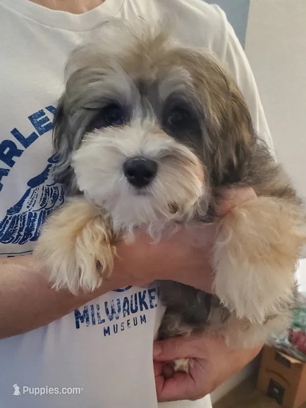 Sunny – Shihpoo puppy for sale in Henderson, NV