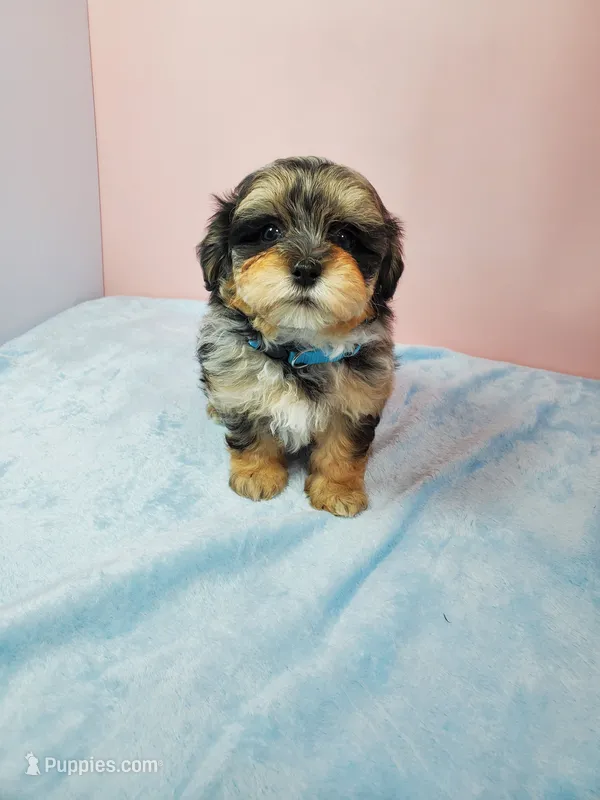 Bella – Shihpoo puppy for sale in Henderson, NV