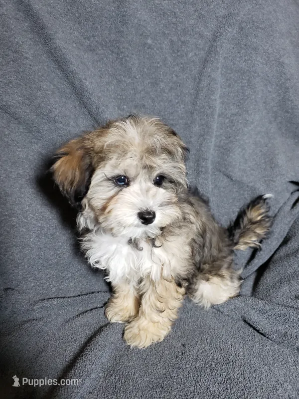 Sunny – Shihpoo puppy for sale in Henderson, NV