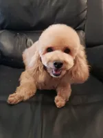 Lucy, a female Poodle - Miniature  for sale in Henderson, NV – 2 of 5