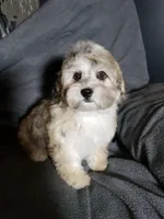 Joy, a female Shihpoo for sale in Henderson, NV – 3 of 5