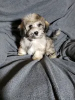 Tom, a male Shihpoo for sale in Henderson, NV – 4 of 4