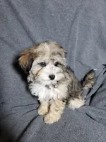 Sunny, a female Shihpoo for sale in Henderson, NV – 1 of 3