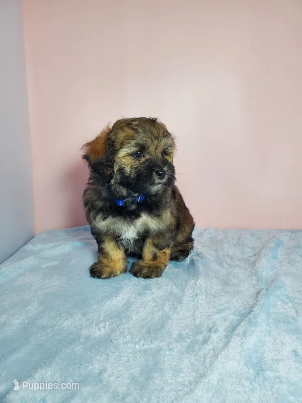 Milo – Shihpoo puppy for sale in Henderson, NV