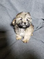 Milo, a male Shihpoo for sale in Henderson, NV – 1 of 3
