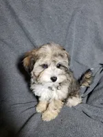 Sunny, a female Shihpoo for sale in Henderson, NV – 2 of 3