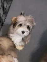Sunny, a female Shihpoo for sale in Henderson, NV – 1 of 2