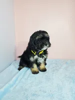 Daisy, a female Shihpoo for sale in Henderson, NV – 5 of 5