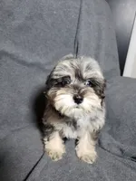 Bella, a female Shihpoo for sale in Henderson, NV – 4 of 4
