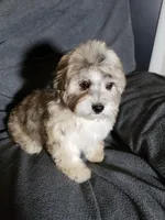 Joy, a female Shihpoo for sale in Henderson, NV – 4 of 5
