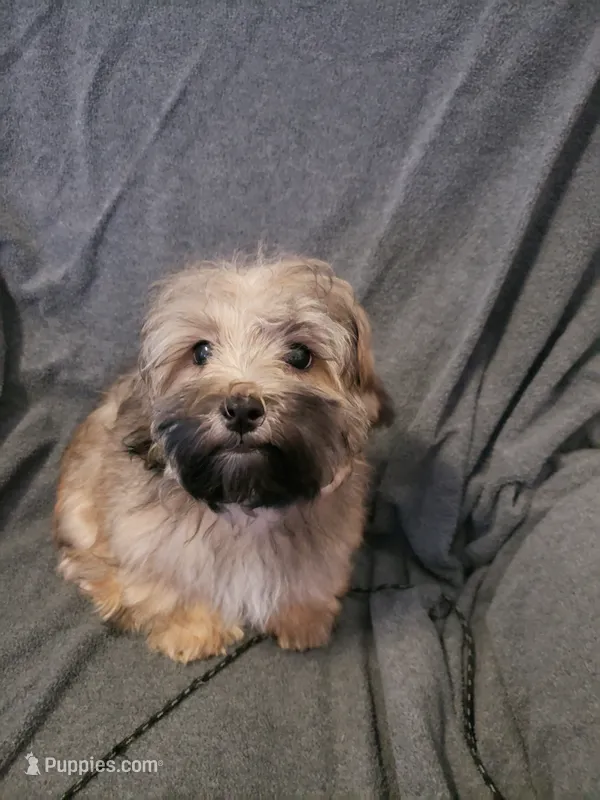 Gizmo – Shihpoo puppy for sale in Henderson, NV