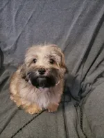 Gizmo, a male Shihpoo for sale in Henderson, NV – 1 of 2