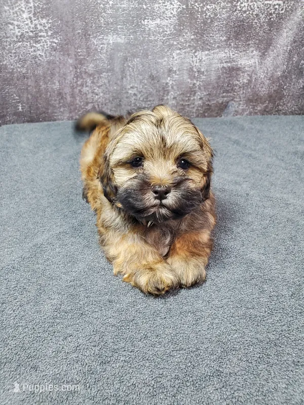 Gizmo – Shihpoo puppy for sale in Henderson, NV