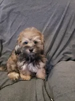 Milo, a male Shihpoo for sale in Henderson, NV – 3 of 3
