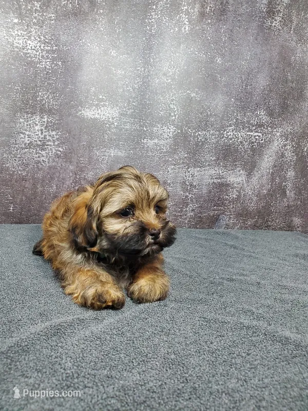 Gizmo, a male Shihpoo for sale in Henderson, NV – 1 of 5