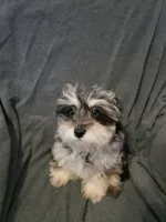 Bella, a female Shihpoo for sale in Henderson, NV – 2 of 2