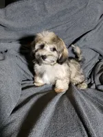 Tom, a male Shihpoo for sale in Henderson, NV – 3 of 4