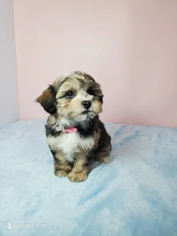 Sunny – Shihpoo puppy for sale in Henderson, NV