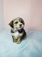 Sunny, a female Shihpoo for sale in Henderson, NV – 1 of 5