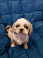 Joey, a female Shih Tzu for sale in Henderson, NV – 2 of 3