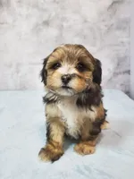Sunny, a female Shihpoo for sale in Henderson, NV – 1 of 5