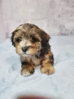 Sunny, a female Shihpoo for sale in Henderson, NV – 4 of 5