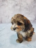 Sunny, a female Shihpoo for sale in Henderson, NV – 3 of 5