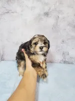 Sunny, a female Shihpoo for sale in Henderson, NV – 5 of 5