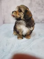 Sunny, a female Shihpoo for sale in Henderson, NV – 2 of 5