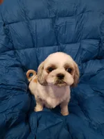 Joey, a female Shih Tzu for sale in Henderson, NV – 1 of 3