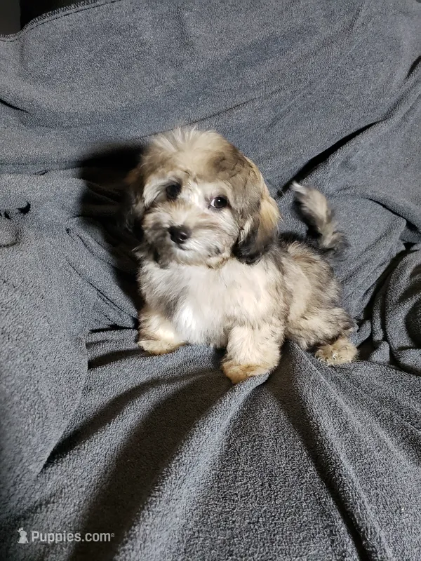 Tom – Shihpoo puppy for sale in Henderson, NV