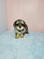 Bella, a female Shihpoo for sale in Henderson, NV – 5 of 5