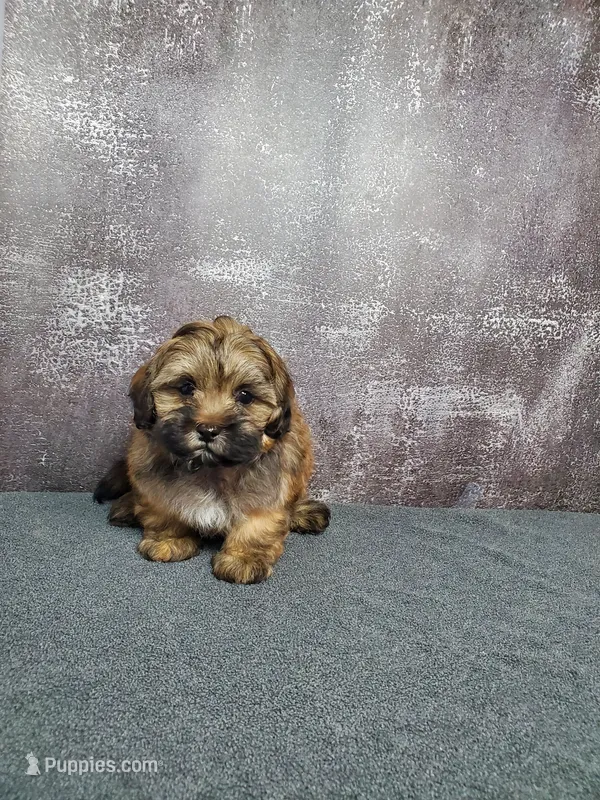 Gizmo – Shihpoo puppy for sale in Henderson, NV