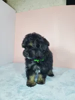 Teddy, a male Shihpoo for sale in Henderson, NV – 2 of 5