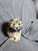 Gizmo, a male Shihpoo for sale in Henderson, NV – 2 of 5