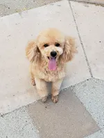 Lucy, a female Poodle - Miniature  for sale in Henderson, NV – 2 of 2