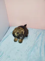 Milo, a male Shihpoo for sale in Henderson, NV – 2 of 4